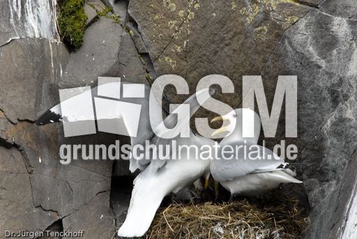 Dreizehenmöve (5 von 10).jpg